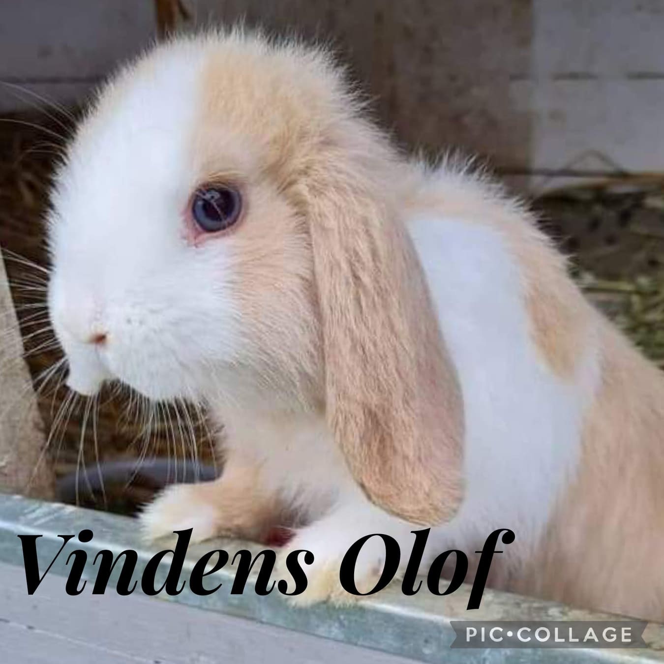 Vindens Olof. Viltgul wt