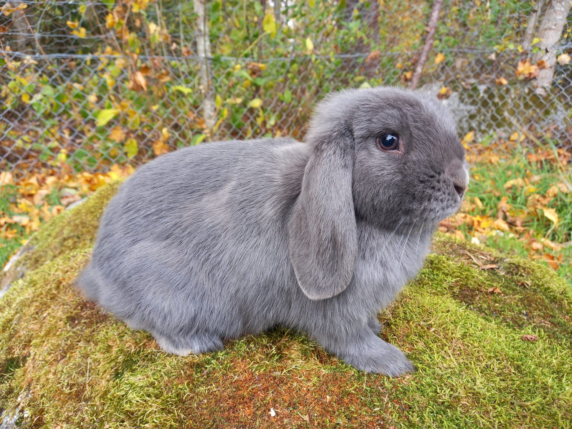 Vedbackens Lilla My. Blå dvärgvädur med stamtavla.